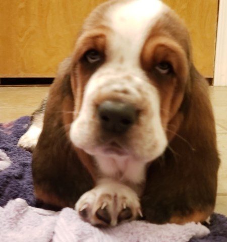 Basset hound puppies