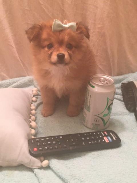 Micro 1 lb Female Pomeranian