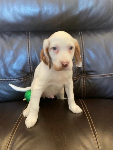 English Setter puppy for sale + 59449