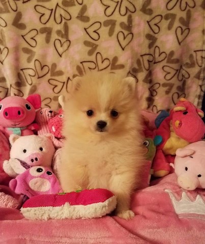 Adorable Tiny Pomeranian Puppy girl for sale