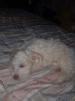 Daisy Fluffy Delight Maltipoo for sale/adoption
