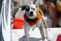 American Bulldog thumbnail