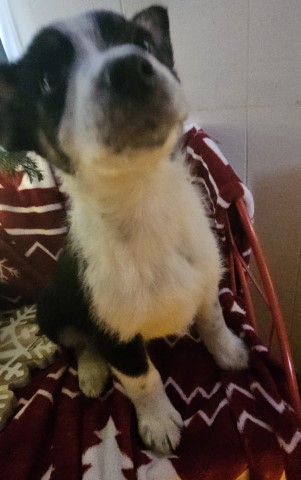 Australian Shepherd Dog puppy for sale + 66343