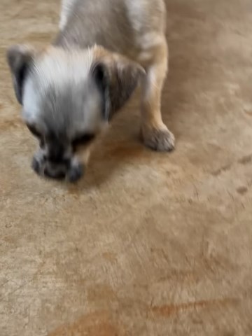 Shih Tzu puppy for sale + 67058