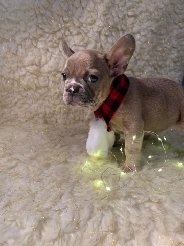 French Bulldog puppy for sale + 61180