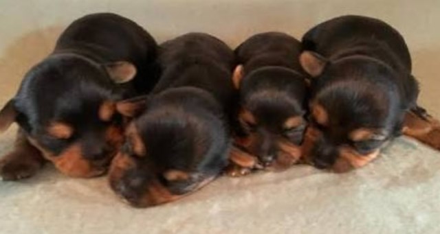 Yorkshire Terrier puppy for sale + 67286