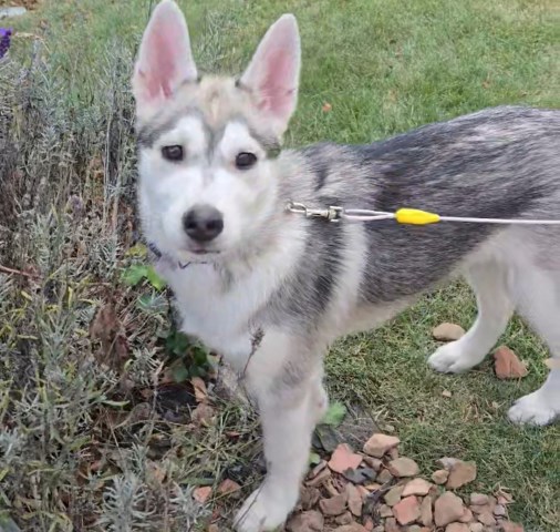 Female Siberian Husky