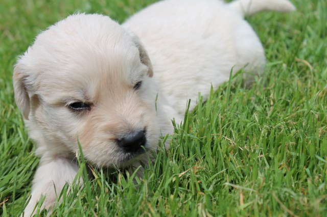 Golden Retriever puppy for sale + 56412