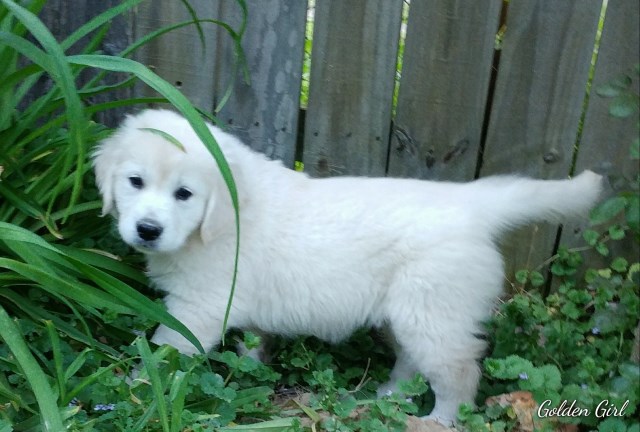 Golden Retriever puppy for sale + 52846