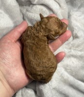 July 2026 Puppy Announcement Poodle Toy for sale/adoption