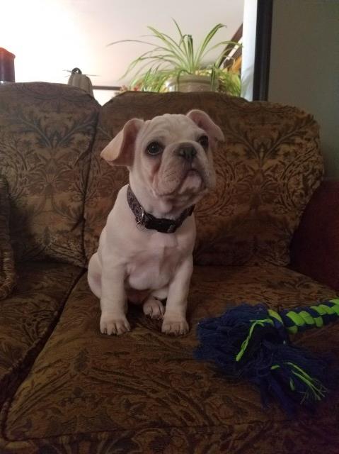 Male 9 week French Bulldog Puppy