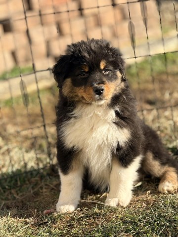 Australian Shepherd puppies. Health tested parents CH bloodlines