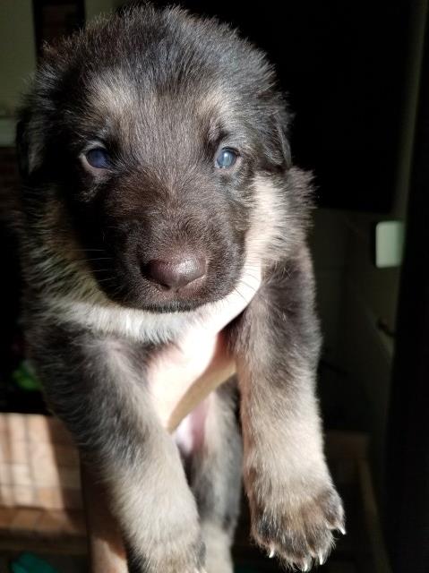 German Shepherd Puppy Male AKC