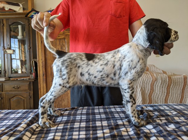 English Setter puppy for sale + 60134