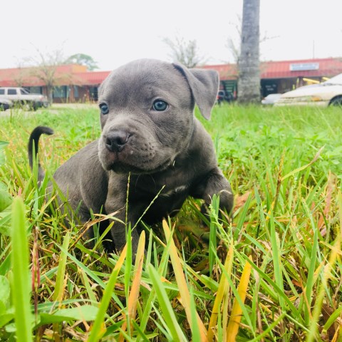 Pitbull Puppies for Sale!!