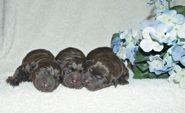 Labrador Retriever puppy for sale + 67190