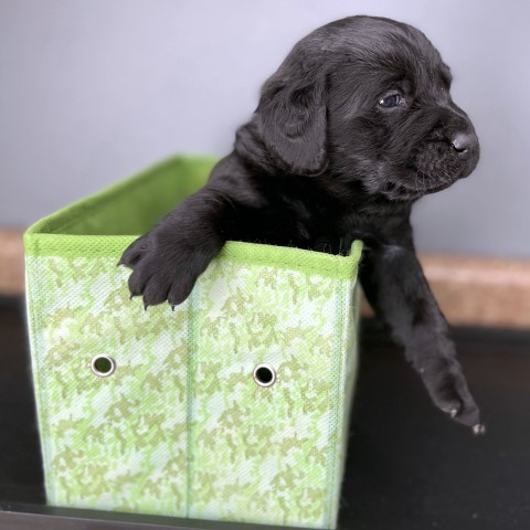 AKC BRITISH LABRADOR RETRIEVER PUPPIES