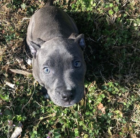 Pitbulls For Sale Virginia Beach