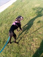 Last Puppy Listed