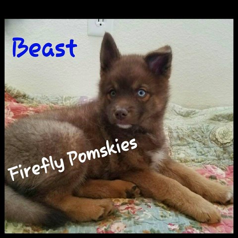 Pomsky puppy for sale + 48844
