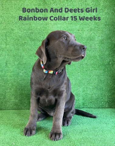 Labrador Retriever puppy for sale + 63978