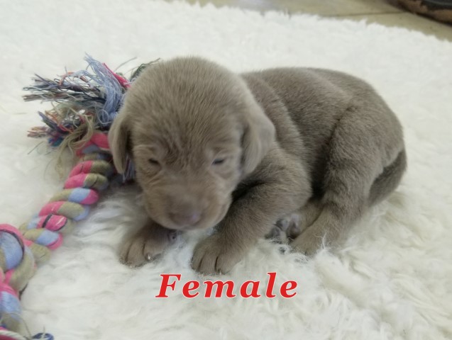Labrador Retriever puppy for sale + 63022