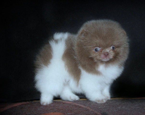 Pomeranian puppy for sale + 48486