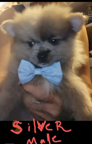 Pomeranian puppy for sale + 63613