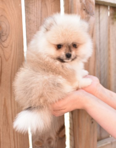 Pomeranian puppy for sale + 63368