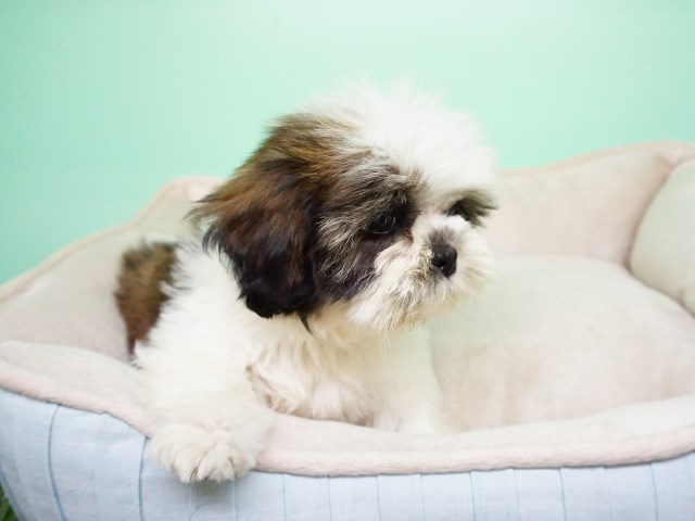 Shih Tzu puppy for sale + 54904