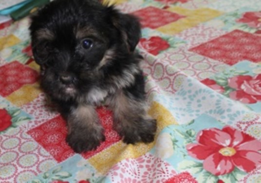 Yorkshire Terrier puppy for sale + 63334