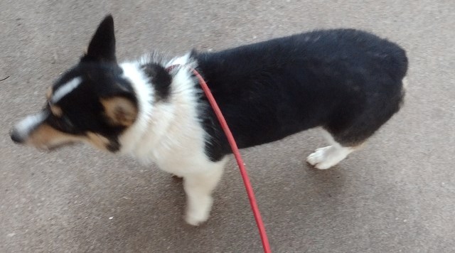 Pembroke Welsh Corgi puppy for sale + 65168