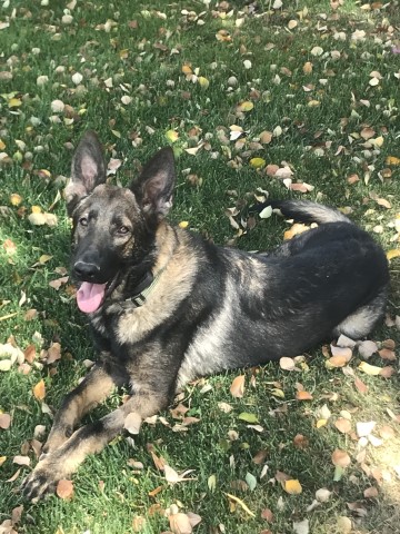 3yr male AKC German Shepherd