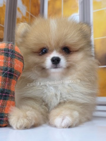 SALE !!! Snuggles & Teddy Bear - Champion Lines - Excellent Family Pets