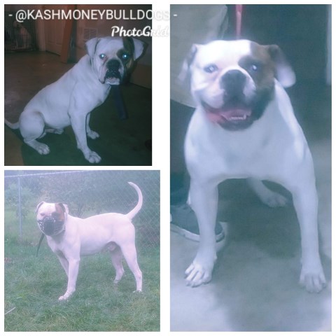 AMERICAN BULLDOG PUPPIES FOR SALE IN MISSOURI