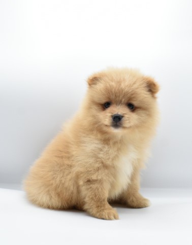 Purebred Pomeranian Puppy GIRL Sunny