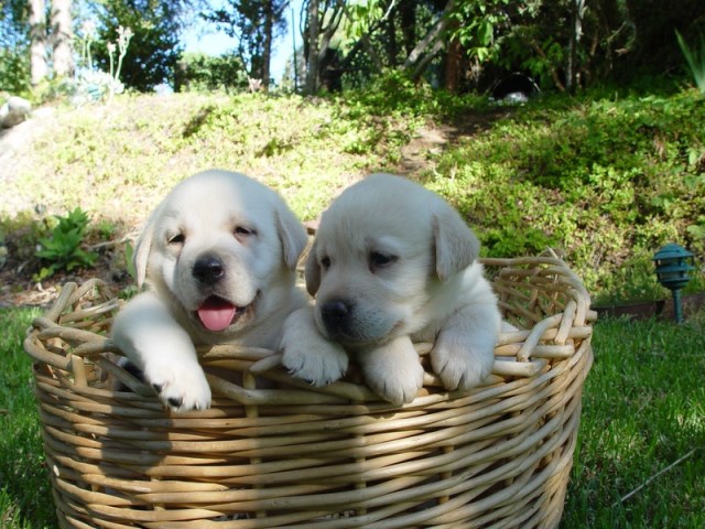 Labrador Retriever puppy for sale + 52160