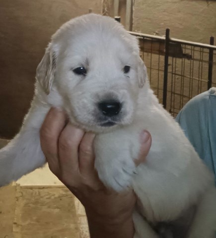 English Cream Golden Retrievers