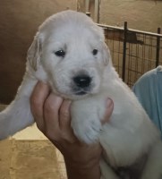 Last Puppy Listed