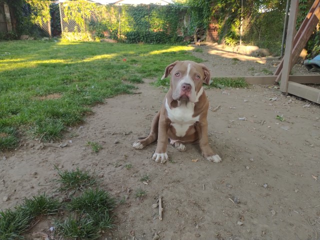 XL American Bully Puppies for sale