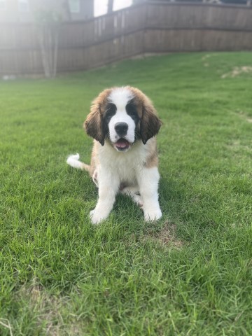 AKC Saint Bernard Puppies
