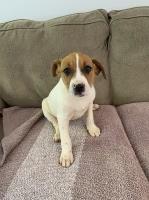 Willow- Lab/Pit Puppy Labrador Retriever for sale/adoption