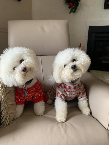 Bichon Frise puppy for sale + 64051