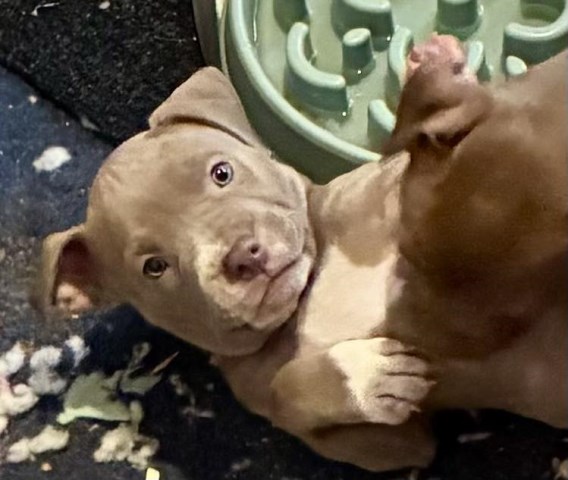 American Pit Bull Terrier puppy for sale + 67081