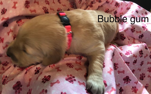 Bubblegum Golden Retriever Female