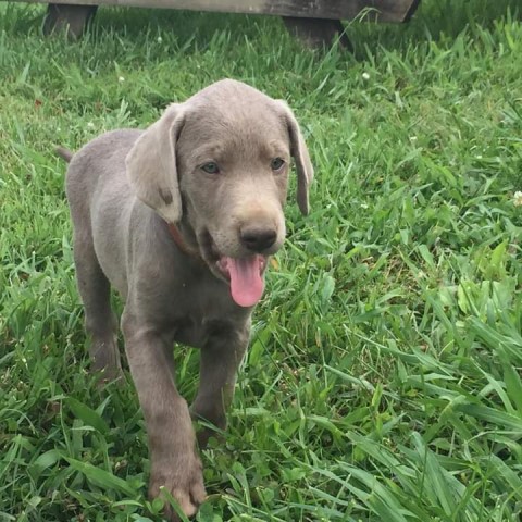 Labrador Retriever puppy for sale + 64121