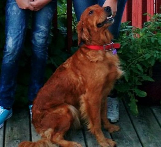 Golden Retriever puppy dog for sale in Wendell, Minnesota