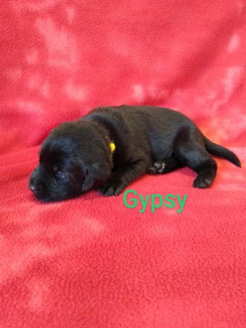 Labrador Retriever puppy for sale + 63955