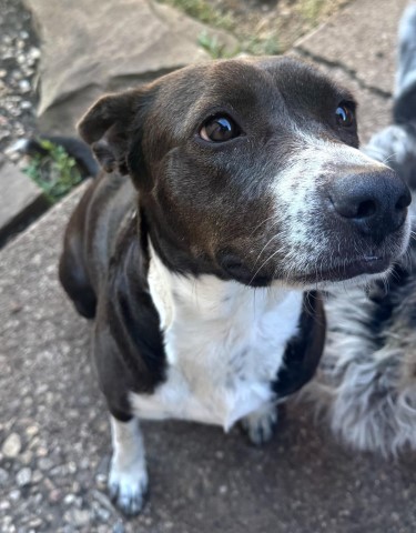 Free sweet 2 year old female dog needing new home asap