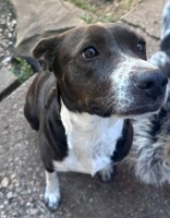 Free sweet 2 year old female dog needing new home asap Affenpinscher for sale/adoption